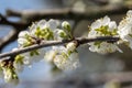 Close up shot of white plum flowers Royalty Free Stock Photo