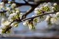 Close up shot of white plum flowers Royalty Free Stock Photo