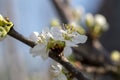 Close up shot of white plum flowers Royalty Free Stock Photo