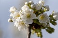 Close up shot of white plum flowers Royalty Free Stock Photo