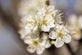 Close up shot of white plum flowers Royalty Free Stock Photo