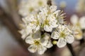 Close up shot of white plum flowers Royalty Free Stock Photo