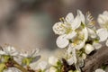 Close up shot of white plum flowers Royalty Free Stock Photo