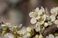 Close up shot of white plum flowers Royalty Free Stock Photo