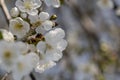 Close up shot of white plum flowers Royalty Free Stock Photo