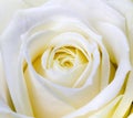 Close-up shot of white rose