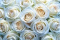 Close-up shot of white roses Royalty Free Stock Photo