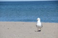 Close-up shot of a white seagull standing on sand with blue water in background Royalty Free Stock Photo