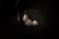 Close up shot of white snow drop flowers