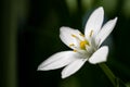 Close up shot of a white Star of Bethlehem flower on a blurry background