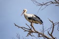 White Stork Ciconia Ciconia percning on a tree i Royalty Free Stock Photo