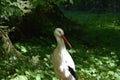 Close-up shot of a White stork (Ciconia ciconia) looking aside in a forest on a sunny day Royalty Free Stock Photo