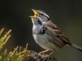 White-throated Sparrow signing on the branch generate by AI