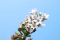 White tiny flowers against blue sky background Royalty Free Stock Photo
