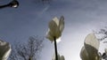 Close up shot of white tulip in Emirgan Park