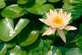 Close-up shot of white water lily is blooming and outstanding in pond surrounded by large lotus leaves, horizontal top view. Royalty Free Stock Photo