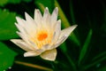 Close-up shot of white water lily is blooming and outstanding in pond surrounded by large lotus leaves, horizontal top view. Royalty Free Stock Photo