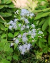 A close up shot of whitish Jack in the Bush flowers in partially bloomed condition Royalty Free Stock Photo