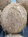 Close up shot of whole coconuts skin