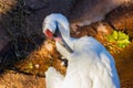 Close up shot of Whooping Crane Royalty Free Stock Photo