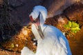 Close up shot of Whooping Crane Royalty Free Stock Photo