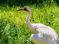 Close up shot of Whooping crane Royalty Free Stock Photo