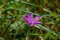 Close-up shot of a wild geranium flower with dew drops Royalty Free Stock Photo