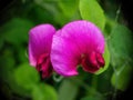 Close up shot of wild growing dark pink sweet pea flowers. Royalty Free Stock Photo