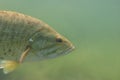 Close-up shot of a wild largemouth bass swimming in a Michigan inland lake. Micropterus salmoides