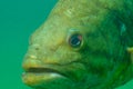 Close-up shot of a wild largemouth bass swimming in a Michigan inland lake. Micropterus salmoides