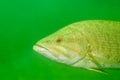 Close-up shot of a wild largemouth bass swimming in a Michigan inland lake. Micropterus salmoides