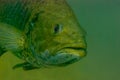 Close-up shot of a wild largemouth bass swimming in a Michigan inland lake. Micropterus salmoides