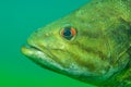 Close-up shot of a wild largemouth bass swimming in a Michigan inland lake. Micropterus salmoides