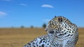 Close up shot of wild leopard in safari Royalty Free Stock Photo