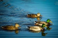 Close-up shot of wild Mallard ducks swimming on a calm lake water surface Royalty Free Stock Photo