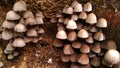 Close-up shot of wild mushrooms in a grassy environment