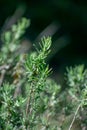 Close-up shot of Wild Rosemary Rosmarinus officinalis Royalty Free Stock Photo