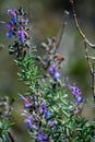 Close-up shot of Wild Rosemary Rosmarinus officinalis Royalty Free Stock Photo