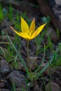 Close-up shot of Wild Tulip Tulipa Sylvestris Royalty Free Stock Photo