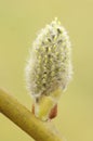 Close-up shot of a Willow kitten , Salix caprea flower on a soft blurry background