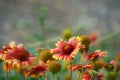 A close-up shot of a wilting red with golden edges Indian blanket flower, with a green garden field in the background