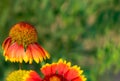 A close-up shot of a wilting red with golden edges Indian blanket flower