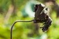 Withered lotus leaf in the autumn pond Royalty Free Stock Photo