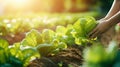 A close - up shot of a woman's hands delicately picking fresh green lettuce leaves from a vegetable garden, Generative AI Royalty Free Stock Photo