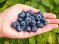 Close-up shot of a woman\'s palm full of big, ripe cultivated blueberries