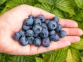 Woman's palm full of big, ripe cultivated blueberries or highbush blueberries in sunlight with green garden