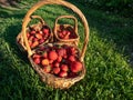 Wooden baskets full with red, ripe strawberries on the ground with green grass in summer in beautiful, golden Royalty Free Stock Photo