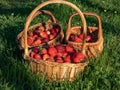 Wooden baskets full with red, ripe strawberries on the ground with green grass in summer in beautiful, golden Royalty Free Stock Photo