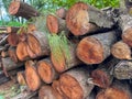 Close up shot of wooden logs with greenery at the background Royalty Free Stock Photo