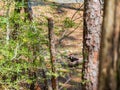 Close up shot of woodpecker in Beavers Bend State Park